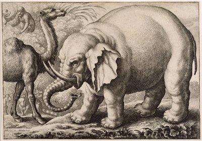 En elefant og en kamel, gravert av Wenceslaus Hollar (1607-77) 1663 av Francis Barlow