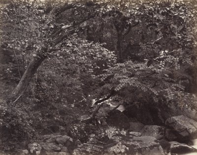 Glen ved Lynmouth av Francis Bedford, Francis Frith
