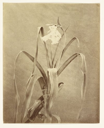  av Francis Edmond Currey
