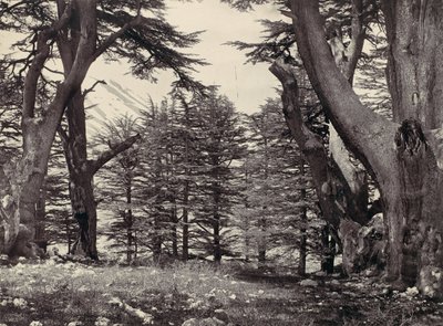 Cedars of Libanon, ca. 1857. av Francis Frith