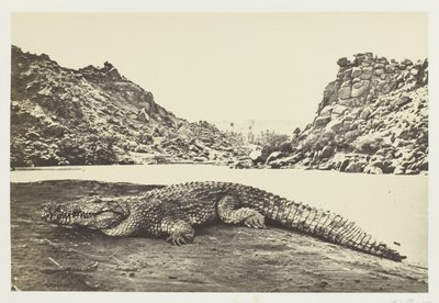 Krokodille på en sandbanke av Francis Frith