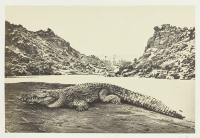 Krokodille på en sandbanke, 1857. av Francis Frith