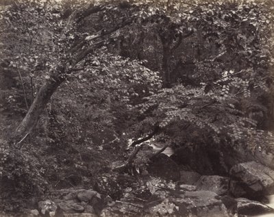 Glen i Lynmouth, 1860-årene av Francis Frith