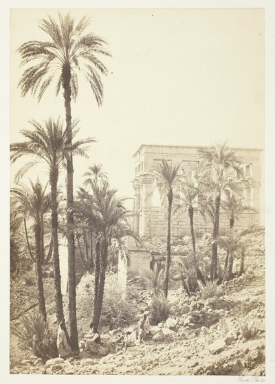 Gruppe av palmer, 185862. av Francis Frith