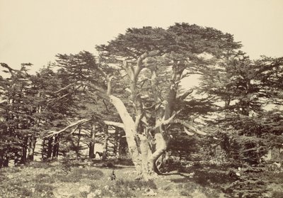 Den største av sedertrene, Mount Libanon, 1857. av Francis Frith