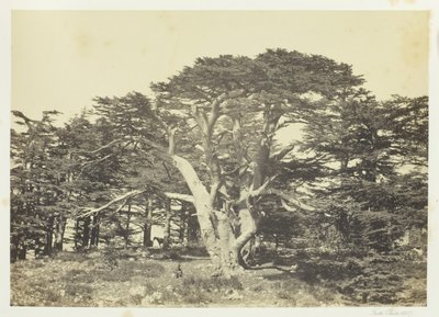 Den største av sedertrene, Mount Libanon, 1857. av Francis Frith