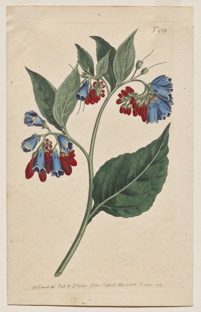 Det botaniske magasinet eller blomsterhagen vist: Plate 929, Symphyum Asperrim. Prickley Comfrey. [Symphytum asperum] av Francis Sansom