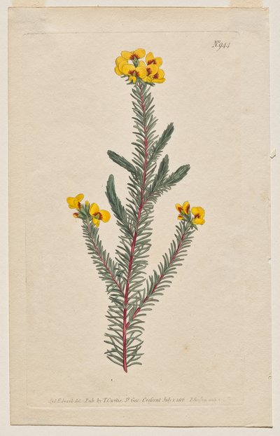 The Botanical Magazine eller Flower Garden vist: Plate 944, Dillwynia glaberrima. Glattbladet Dillwynnia. [Dillwynia ericifolia gaberrima] av Francis Sansom