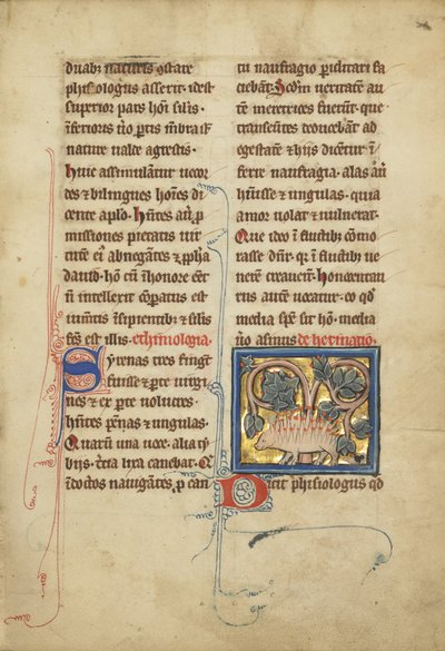 Et pinnsvin fra et bestiarium Ms Ludwig XV 4, fol. 82, ca. 1280-1300 (tempera, penn og blekk, bladgull og maling på pergament) av Franco Flemish School