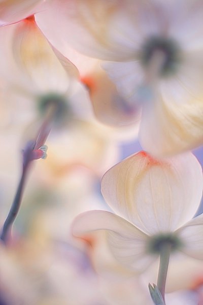 Myke, rosa kornellblomster av Francois Casanova