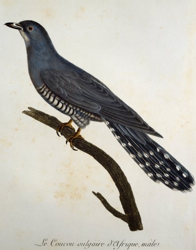 Afrikansk gjøk (Cuculus gularis), gravering fra Histoire Naturelle des Oiseaux d'Afrique av Francois Le Vaillant (1753-1824), Frankrike av Francois Le Vaillant
