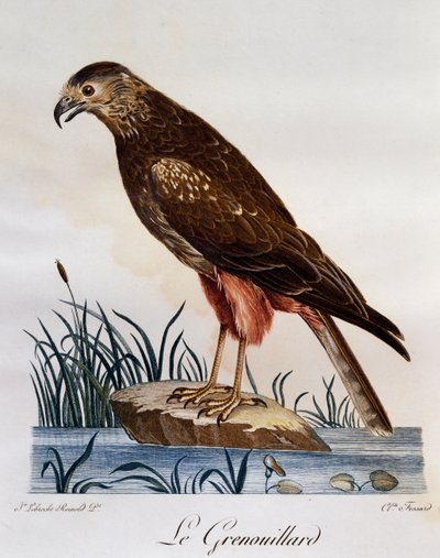 African Marsh Harrier (Circus ranivorus), gravering fra Natural History of African Birds av Francois Le Vaillant