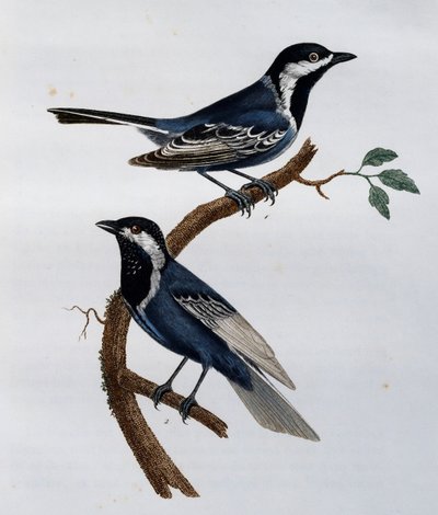Ashy Tit (Parus cinerascens), gravering fra Natural History of African Birds av Francois Le Vaillant