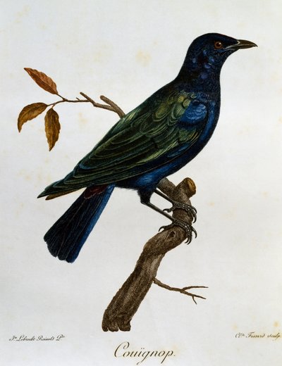 Svartmaget blank stær (Lamprotornis corruscus), gravering fra Histoire Naturelle des Oiseaux d