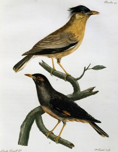 Brahminstær (Sturnus pagodarum) og under Bank Myna (Acridotheres ginginianus), gravering fra Histoire Naturelle des Oiseaux d