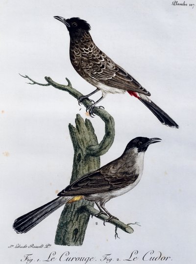 Cape Bulbul (Pycnonotus capensis) og under Garden Bulbul (Pycnonotus barbatus), gravering fra Histoire Naturelle des Oiseaux d