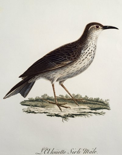 Cape Longbill hann (Certhilauda curvirostris), gravering fra Histoire Naturelle des Oiseaux d
