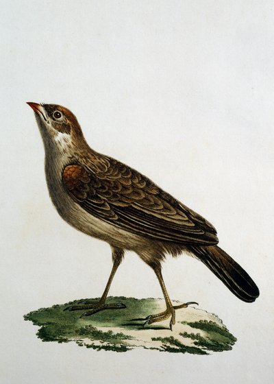 Kvinnelig gjøkrulle, gravering fra Natural History of the Birds of Africa av Francois Le Vaillant (1753-1824), Frankrike av Francois Le Vaillant
