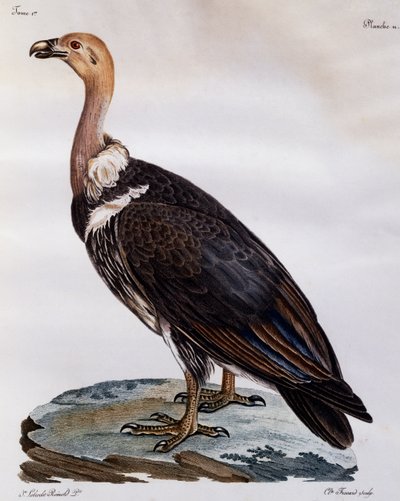 Moden Cape Griffon (Gyps coprotheres), gravering fra Natural History of African Birds av Francois Le Vaillant