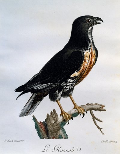 Sjakalbuzzard (Buteo rufofuscus), gravering fra Natural History of African Birds av Francois Le Vaillant