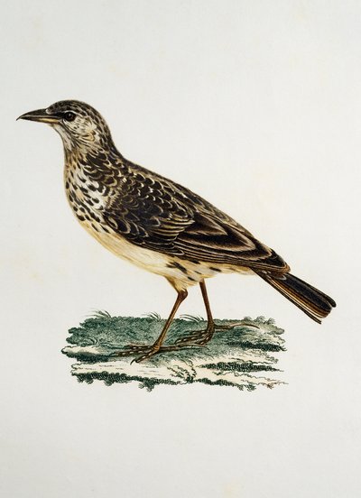 Stornebblerke (Galerida magnirostris), gravering fra Histoire Naturelle des Oiseaux d'Afrique av Francois Le Vaillant (1753-1824), Frankrike av Francois Le Vaillant