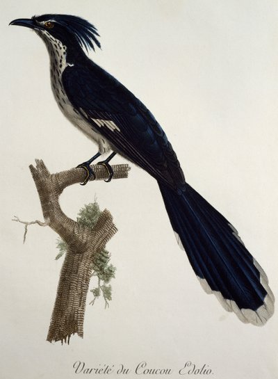 Levaillants gjøk (Clamator levaillantii), gravering fra Histoire Naturelle des Oiseaux d'Afrique av Francois Le Vaillant (1753-1824), Frankrike av Francois Le Vaillant