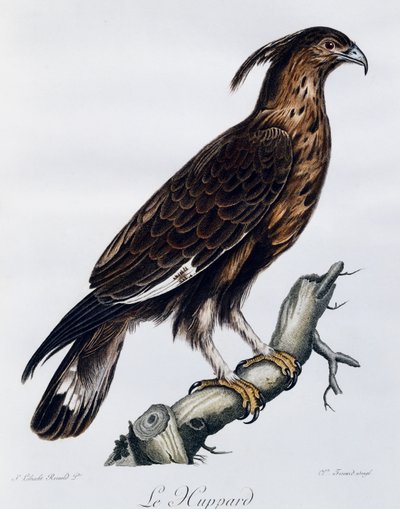 Langkamørn (Lophaetus occipitalis), gravering fra Natural History of the Birds of Africa av Francois Le Vaillant