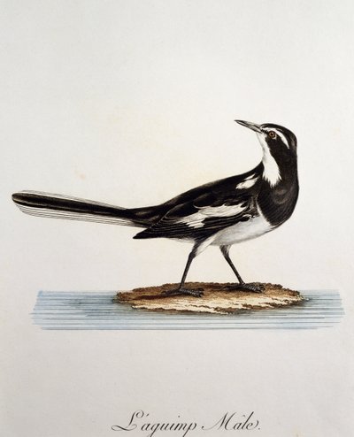Hann afrikansk pied vipstjert (Motacilla aguimp), gravering fra Histoire Naturelle des Oiseaux d