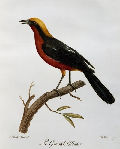Hannlig Gonolek (Laniarius barbarus), gravering fra Natural History of African Birds av Francois Le Vaillant