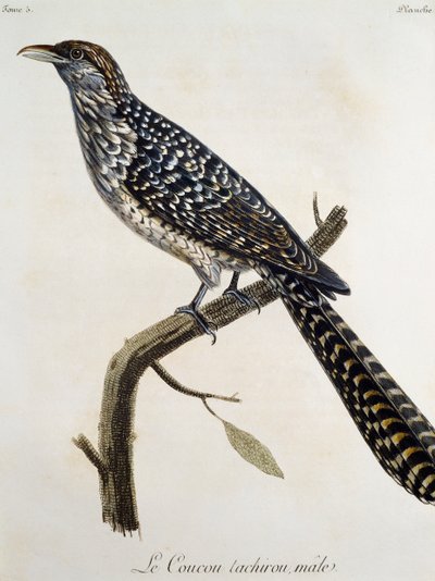 Mann Coucou tachirou, gravering fra Natural History of the Birds of Africa av Francois Le Vaillant (1753-1824), Frankrike av Francois Le Vaillant