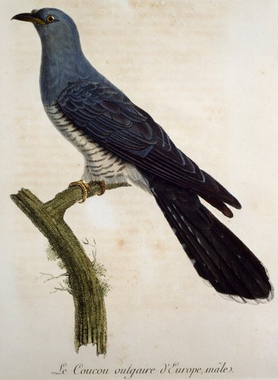 Eurasisk hanngjøk (Cuculus canorus), gravering fra Histoire Naturelle des Oiseaux d