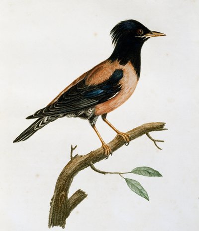 Hann rosenstær (Sturnus roseus), gravering fra Histoire Naturelle des Oiseaux d
