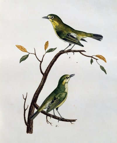 Hann og hunn av blek hvitøye (Zosterops pallidus), gravering fra Histoire Naturelle des Oiseaux d'Afrique av Francois Le Vaillant