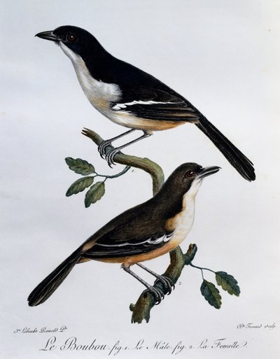 Hann og hunn av Southern Boubou (Laniarius ferrugineus), gravering fra Histoire Naturelle des Oiseaux d