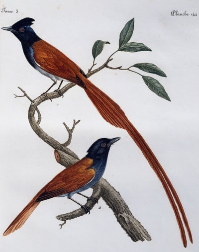 Hann og hunn av flekket fluesnapper (Muscicapa striata), gravering fra Histoire Naturelle des Oiseaux d'Afrique av Francois Le Vaillant