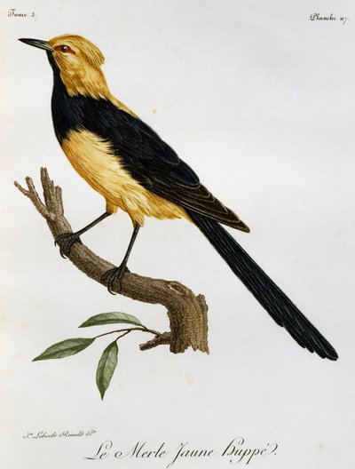 Merle Jaune Huppe, gravering fra Natural History of African Birds av Francois Le Vaillant