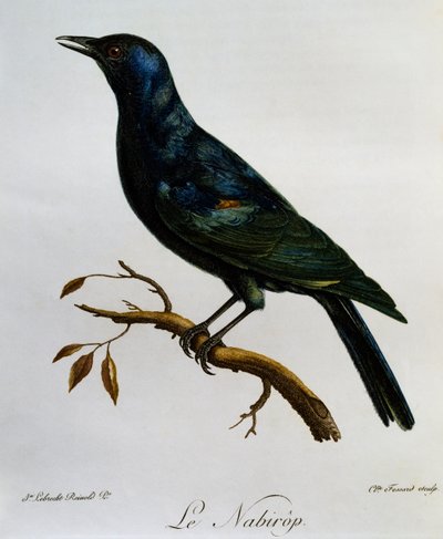 Blekvinget stær (Onychognathus nabouroup), gravering fra Natural History of African Birds av Francois Le Vaillant
