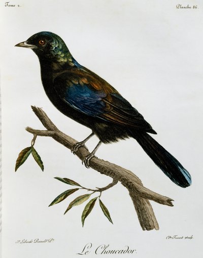 Principe Glossy-Starling (Lamprotornis ornatus), gravering fra Histoire Naturelle des Oiseaux d