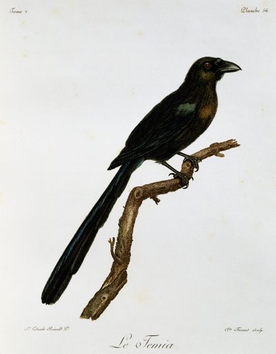 Racket-tailed Treepie (Crypsirina temia), gravering fra Natural History of African Birds av Francois Le Vaillant