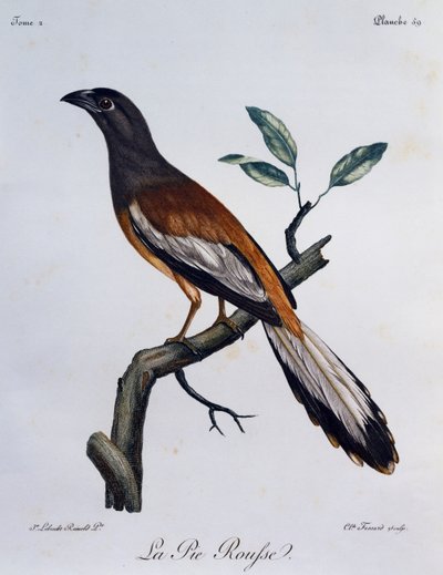 Rufous Treepie (Dendrocitta vagabunda), gravering fra Natural History of African Birds av Francois Le Vaillant