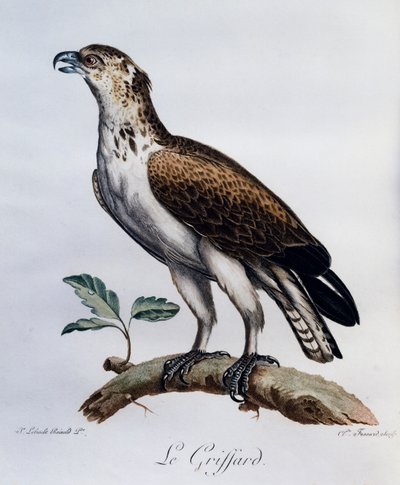 Korttået slangeørn (Circaetus gallicus), gravering fra Natural History of African Birds av Francois Le Vaillant