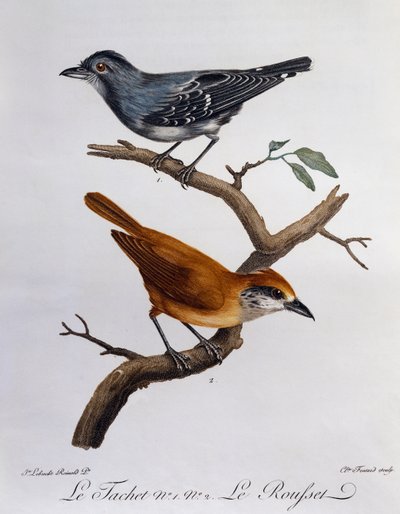 Tachet og, under, Rousset, gravering fra Histoire Naturelle des Oiseaux d'Afrique av Francois Le Vaillant