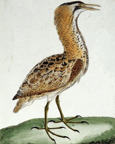 Bittern av Francois Nicolas Martinet