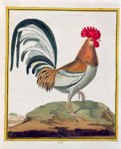 Hane, fra 