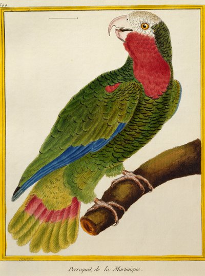 Kubansk papegøye (Amazona leucocephala), fra Natural History of Birds av Francois Nicolas Martinet