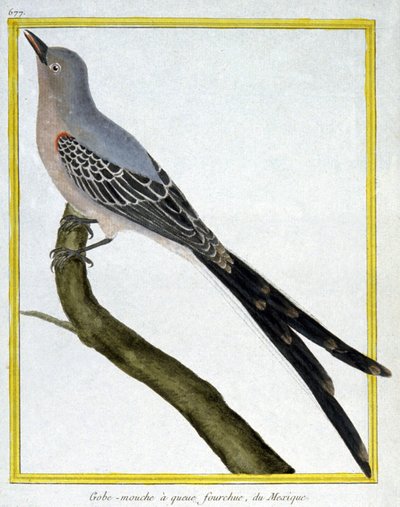 Fluer av Francois Nicolas Martinet
