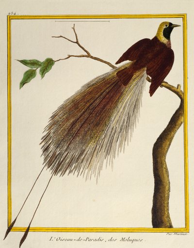 Greater Bird-of-Paradise (Paradisaea apoda), fra Natural History of Birds av Francois Nicolas Martinet