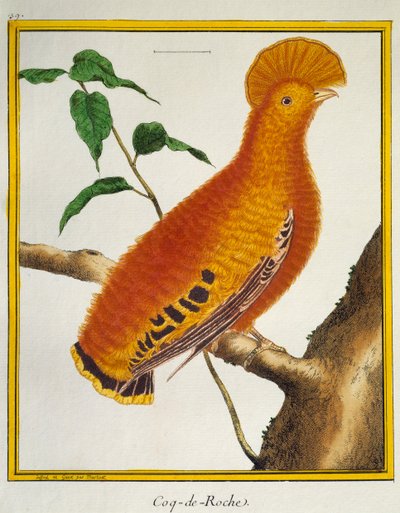 Guianan Cock-of-the-rock (Rupicola rupicola), fra Natural History of Birds av Francois Nicolas Martinet