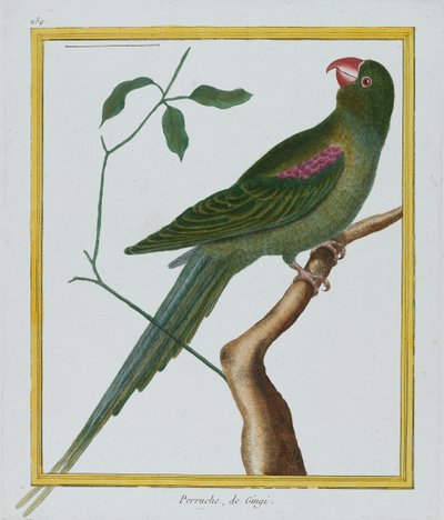 Perruche, de Gingi, ca. 1770-86 (håndfarget gravering) av Francois Nicolas Martinet