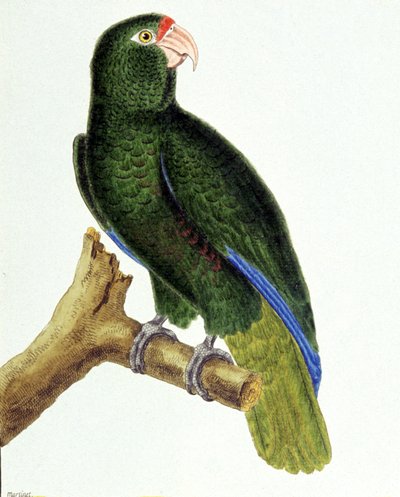 Santo Domingo papegøye av Francois Nicolas Martinet